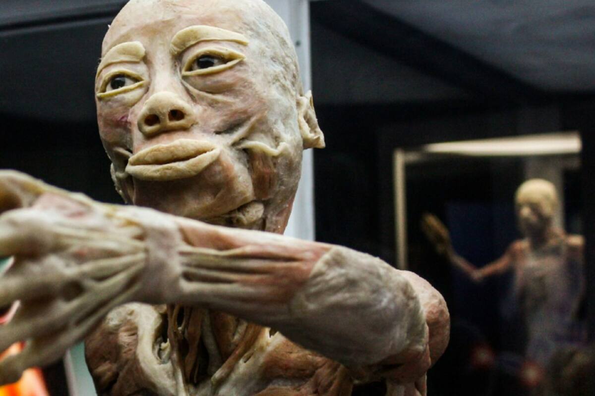 La muestra multiplataforma permite conocer varios modelos reales del cuerpo humano en todas las etapas de la vida.