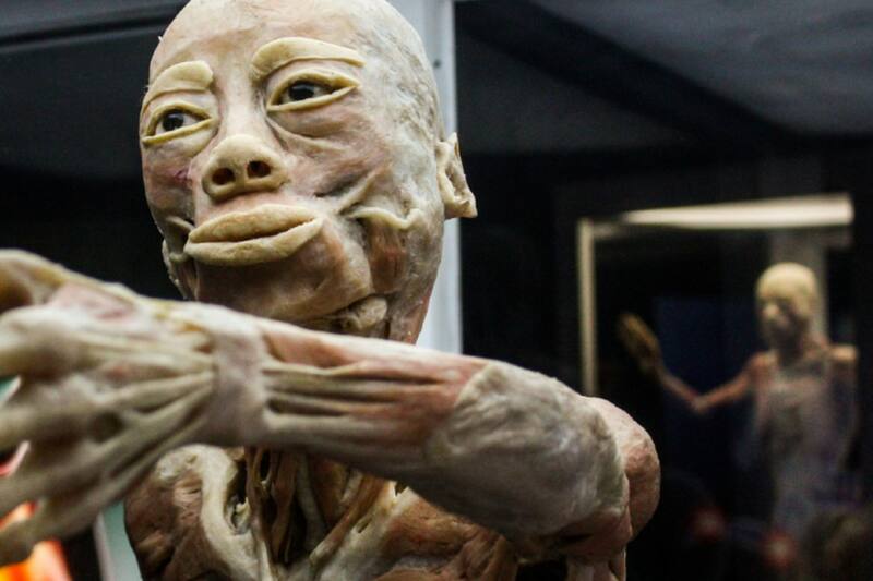 La muestra multiplataforma permite conocer varios modelos reales del cuerpo humano en todas las etapas de la vida.