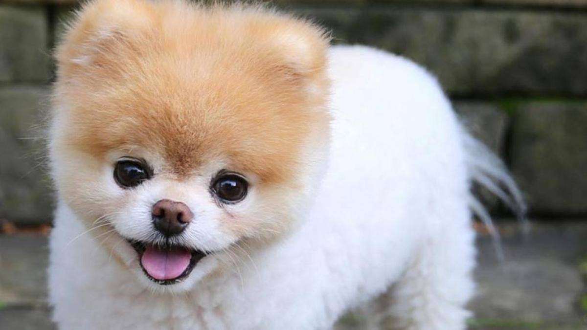 Perros más famosos del mundo.