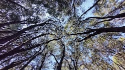 Bosque de los Brujos: Conoce este paraíso de aguas turquesas dentro de la Región Metropolitana