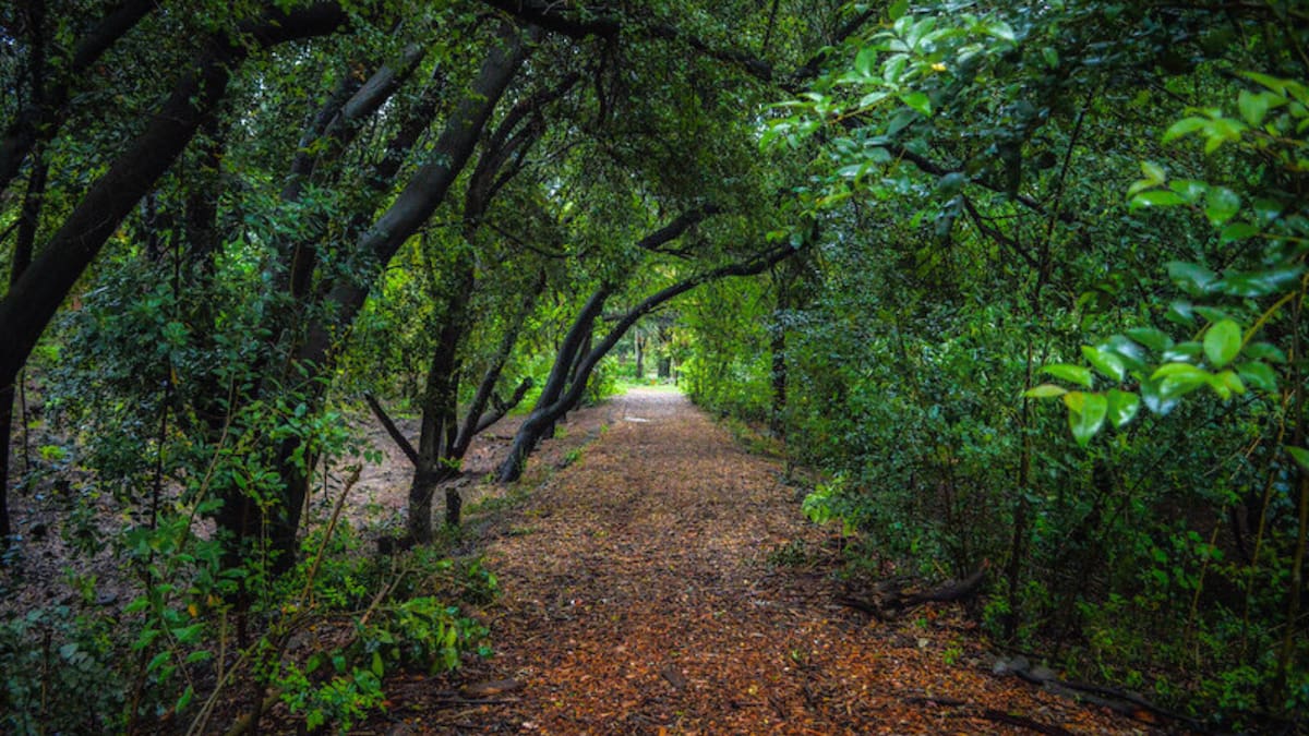 ¿Aún no has visitado este pulmón verde dentro de Santiago?: Se trata de un bosque gratuito que es ideal para despejarse