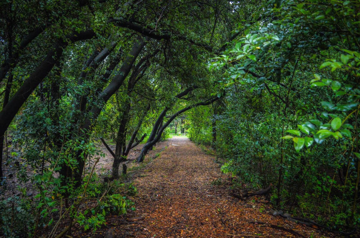 ¿Aún no has visitado este pulmón verde dentro de Santiago?: Se trata de un bosque gratuito que es ideal para despejarse