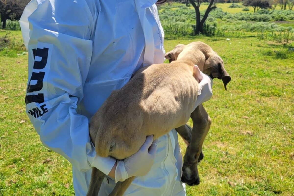 Mujer detenida por Maltrato Animal en la Región Metropolitana.