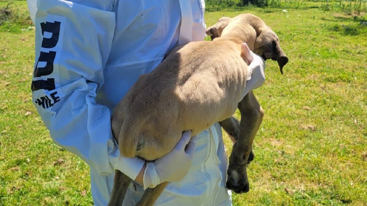 Arrestan a mujer que mantenía a dos perros en estado de desnutrición en la RM