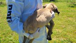 Arrestan a mujer que mantenía a dos perros en estado de desnutrición en la RM