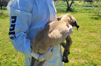 Arrestan a mujer que mantenía a dos perros en estado de desnutrición en la RM