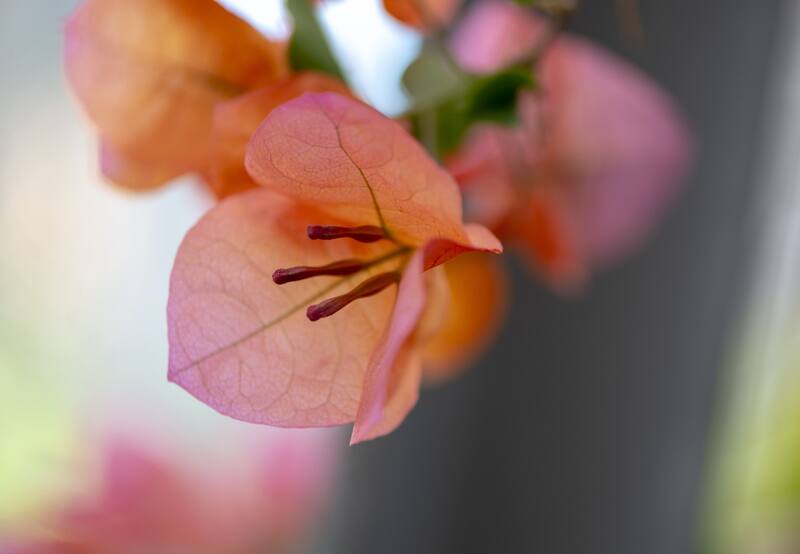 Originaria de América del sur, la Bugambilia es una planta trepadora que tiene muchísimos beneficios para la salud | Foto: Befunky