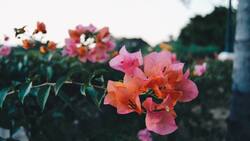 ¡Un tesoro!: propiedades medicinales de las bugambilias