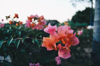 ¡Un tesoro!: propiedades medicinales de las bugambilias