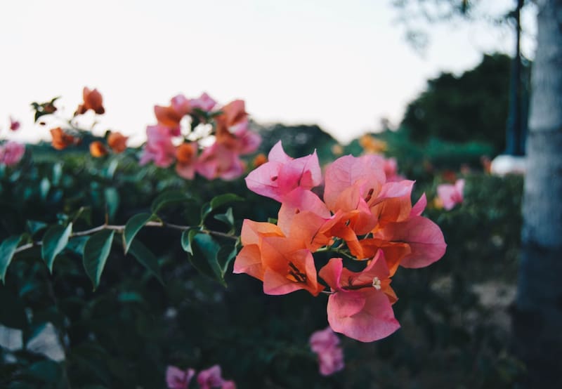 Originaria de América del sur, la Bugambilia es una planta trepadora que tiene muchísimos beneficios para la salud | Foto: Befunky