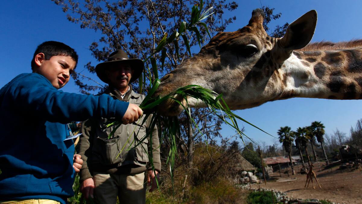 Buin Zoo despide febrero con entradas 2x1: Revisa fechas y cómo comprarlas para este panorama familiar imperdible