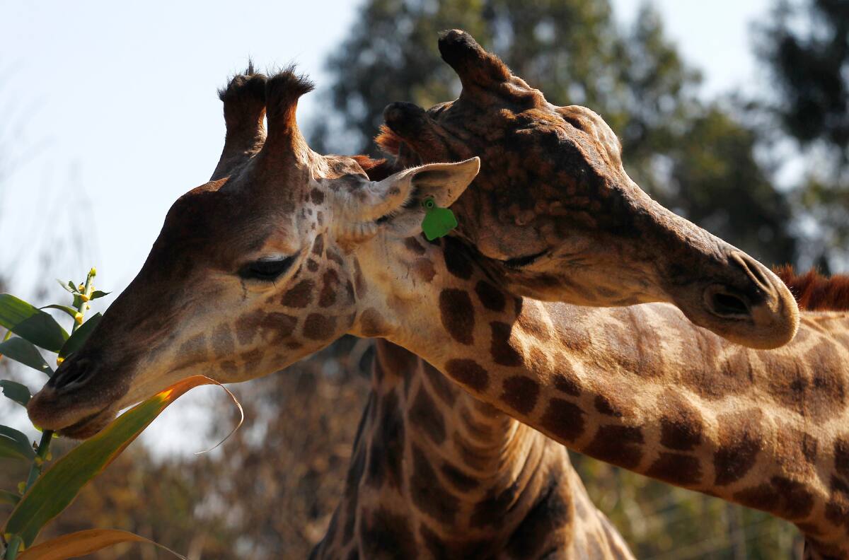 Visita el zoológico Buin Zoo con un 25% de descuento si perteneces a esta caja de compensación