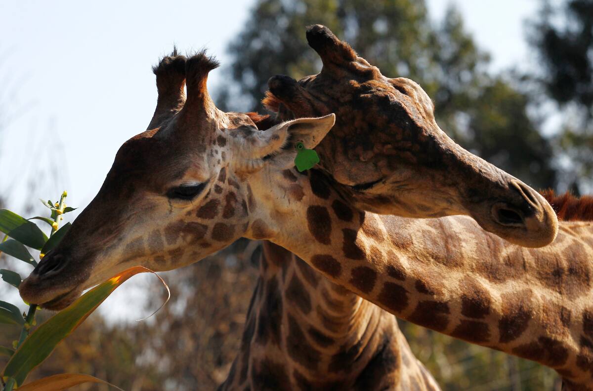Visita el Buin Zoo este fin de semana: ¿A cuánto están las entradas?