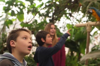 No es un animal y tiene 250 años: la espectacular nueva estrella de Buin Zoo