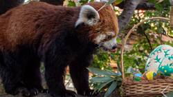 Acompaña a los animales del Buin Zoo a encontrar sus huevitos de Pascua este domingo