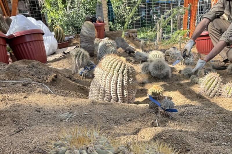 Presenta colección de plantas endémicas y valuadas en una fortuna.