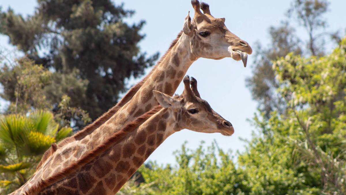 Buinzoo: Horarios, precios de las entradas y cómo llegar a este panorama ideal para niños
