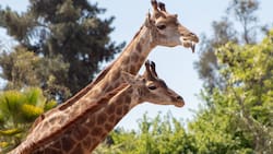 Buinzoo: Horarios, precios de las entradas y cómo llegar a este panorama ideal para niños