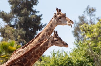 Buinzoo: Horarios, precios de las entradas y cómo llegar a este panorama ideal para niños