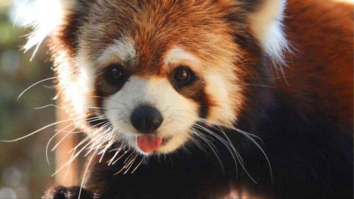 Buinzoo tiene entradas con el 30% de descuento hasta el próximo fin de semana