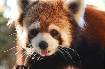 Buinzoo tiene entradas con el 30% de descuento hasta el próximo fin de semana