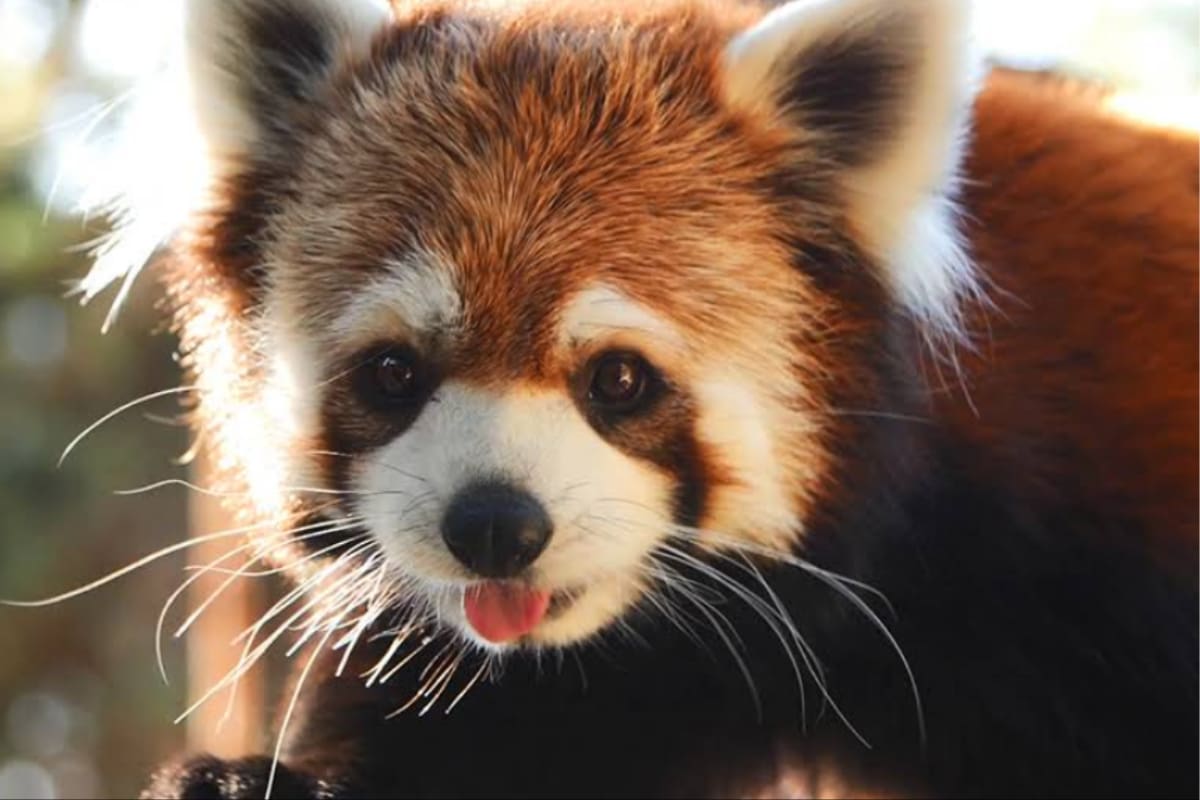 Este recinto es perfecto para recorrer y conocer en familia, sobre todo con niños. Créditos: Google Maps.