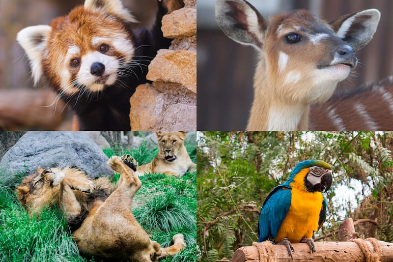 Podrás conocer diferentes animales.