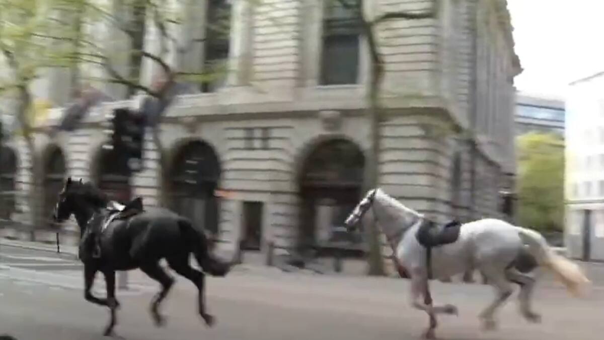 VIDEO | Así se vivió la peligrosa estampida de caballos en pleno centro de Londres