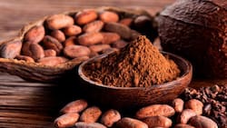 ¿En qué país de América Latina se originó el cacao?: Investigación confirma que no es Colombia ni México