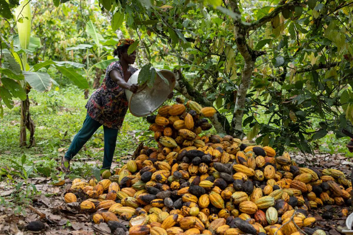 Se estima que su domesticación comenzó en la cuenca alta del Amazonas, entre Colombia y Ecuador.