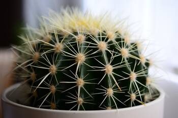 ¡Sácalas inmediatamente! La planta que causa “relaciones espinosas” según el Feng Shui