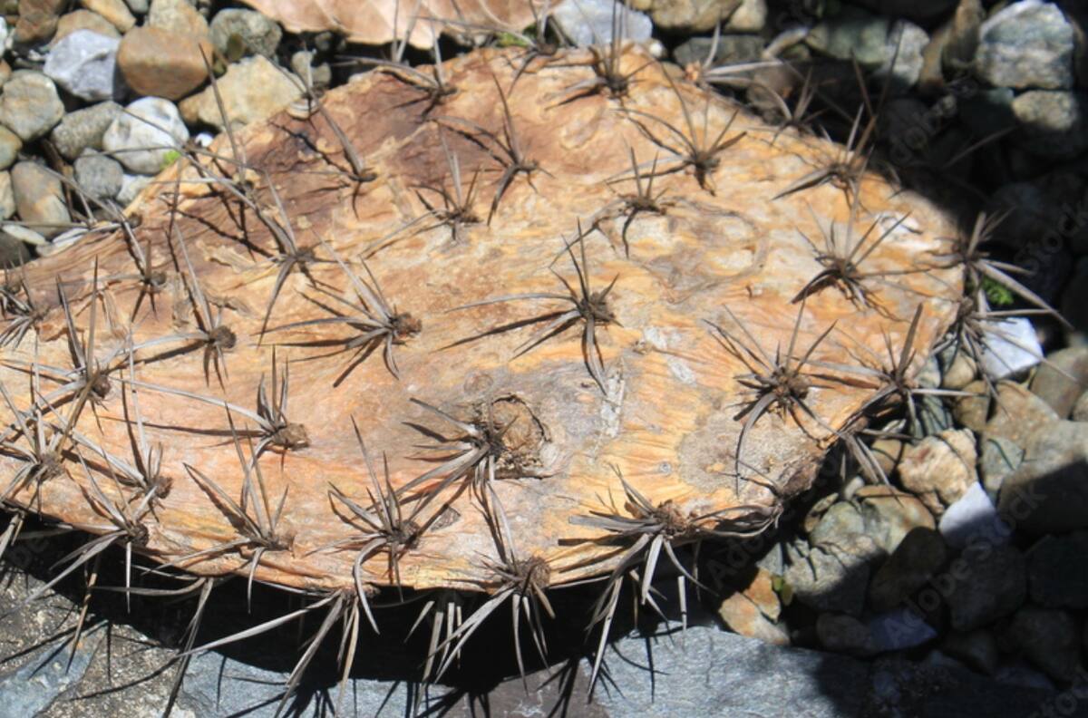 ¿Se te secan hasta los cactus? 5 plantas de interior “muy fáciles” de cuidar