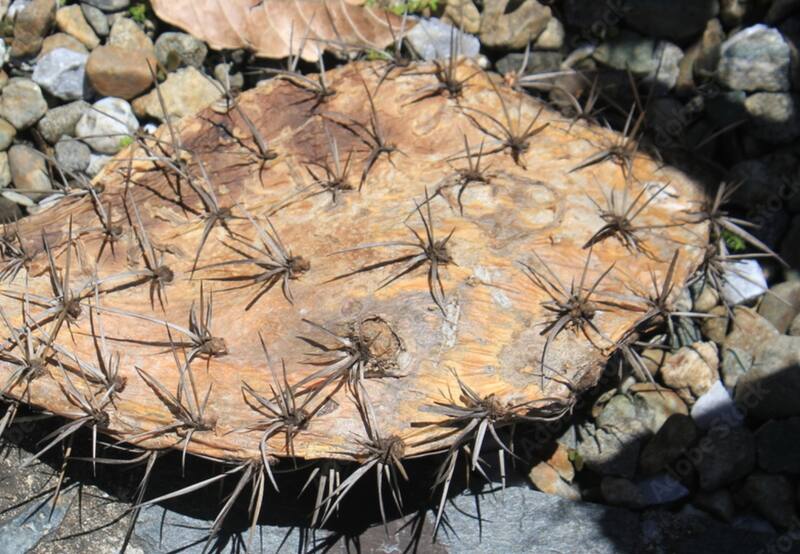No todas las plantas necesitan de riego cotidiano. Si se te olvida cuidar las plantas, esta lista es para ti. | Foto de archivo