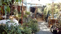 Rodeado de naturaleza y ambientalizado con el cantar de los pájaros: Este café es ideal para ir en primavera y relajarse