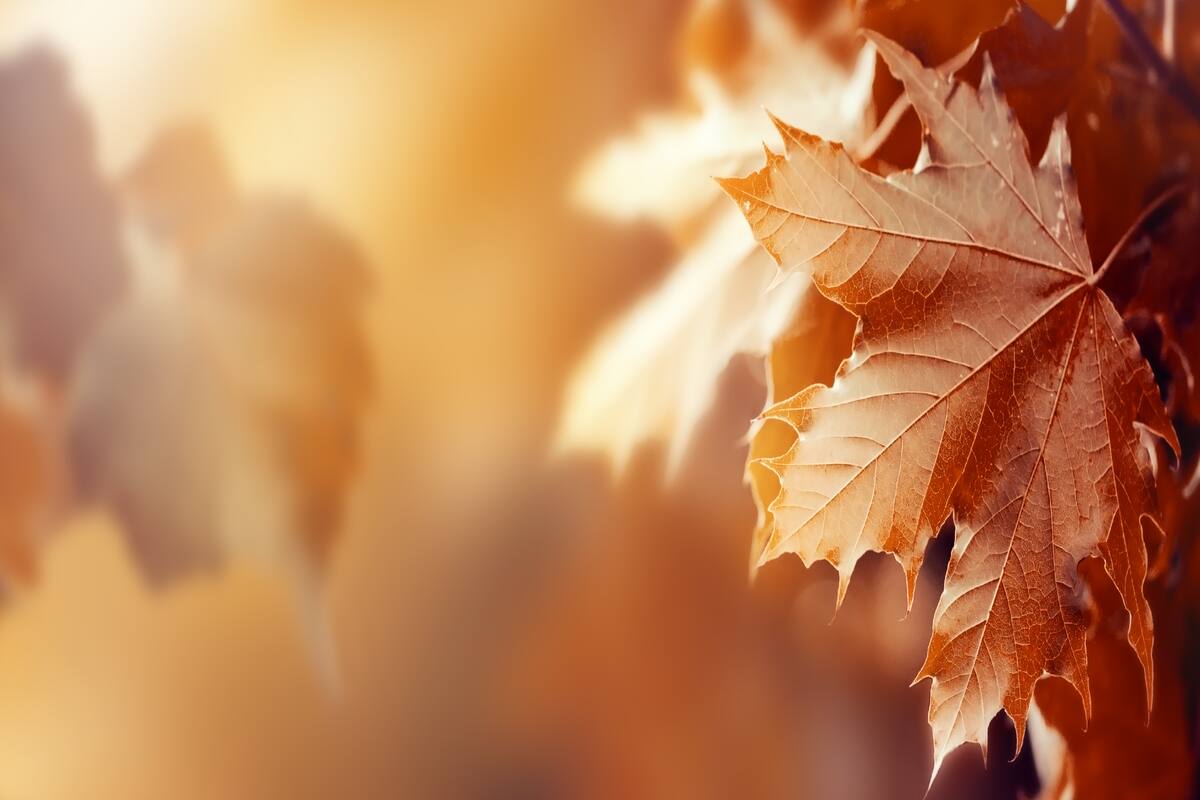 El otoño da inicio a mediados de marzo. Créditos: Freepik.