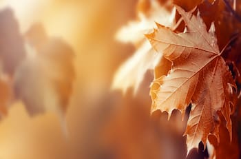 Cambio de estación: ¿Cuándo comienza el otoño en Chile?