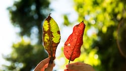 Meteoróloga Michelle Adam confirma el fin del clima de verano y el regreso de las bajas temperaturas en la zona central