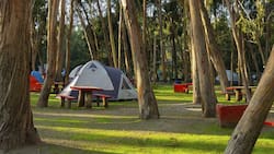 Inserto en un bosque de eucaliptus a solo dos horas de Santiago: Este camping es ideal para visitar con niños y niñas