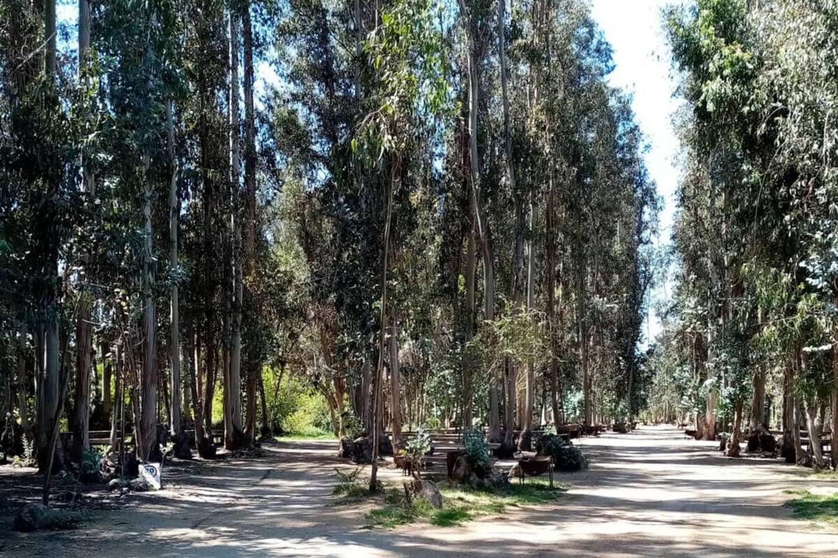 Está a solo 45 minutos de Santiago y actualmente funciona los viernes, sábados y domingos.
Créditos: Camping Valtyer.