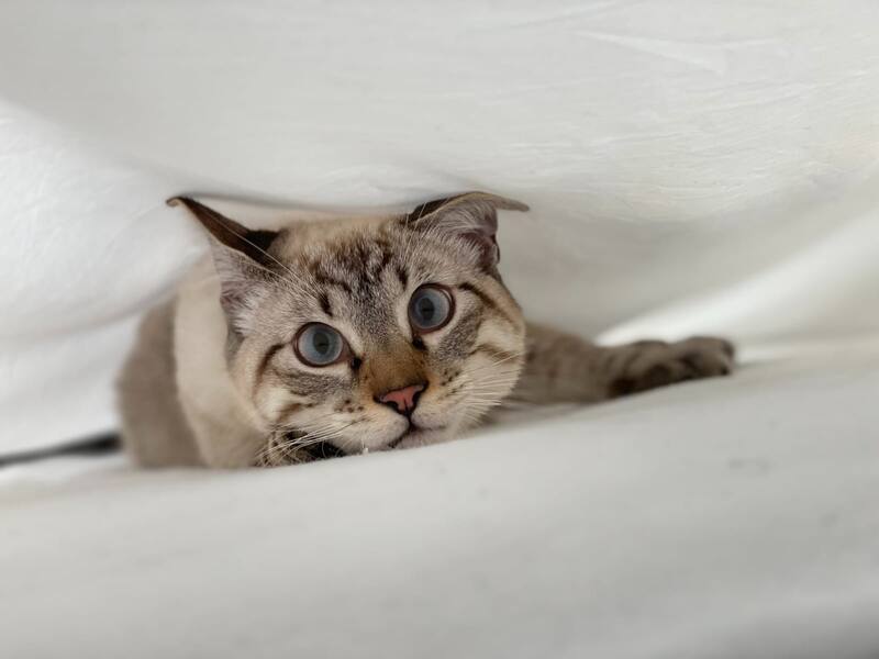 Día Internacional del Gato: Estas son las mejores canciones para celebrar