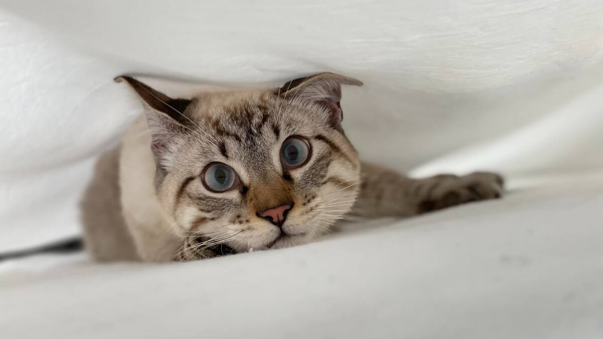 Día Internacional del Gato: Estas son las mejores canciones para celebrar