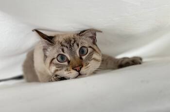 Día Internacional del Gato: Estas son las mejores canciones para celebrar