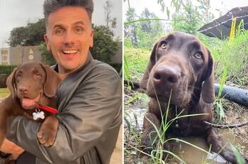 “Sufrió un accidente”: Confirman la muerte de Canelo, la mascota de “Tierra Brava”