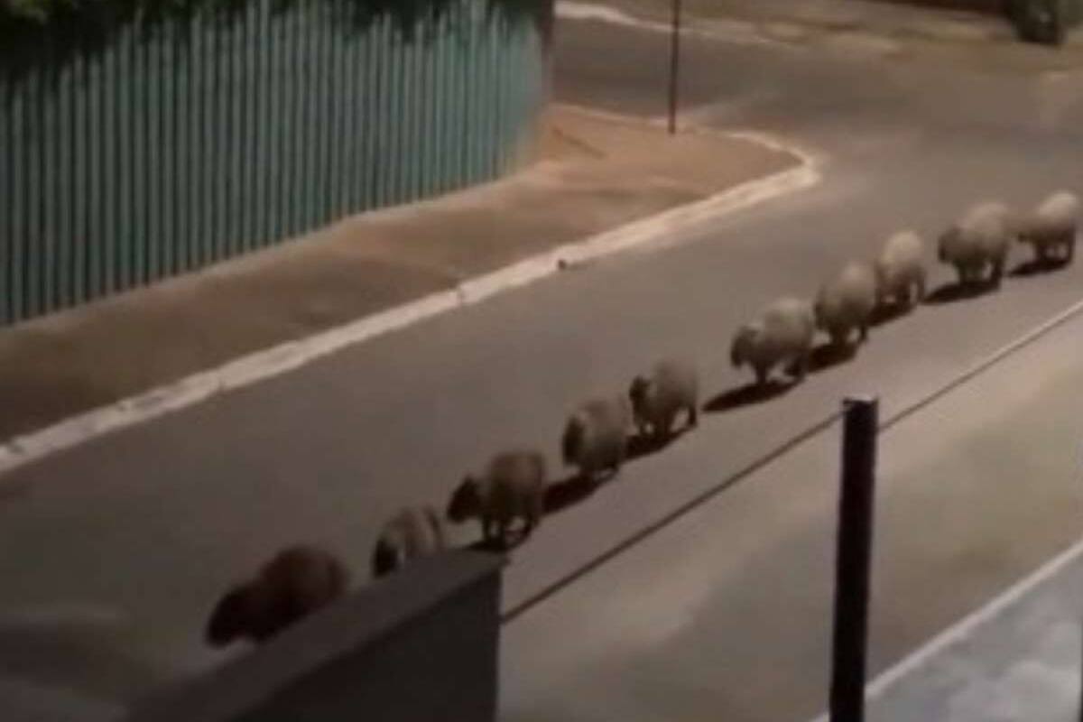 Los roedores se volvieron viral.