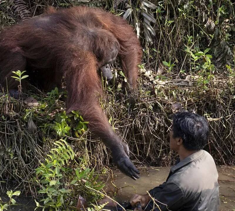 El animal mostró compasión por la persona que estaba en peligro.
