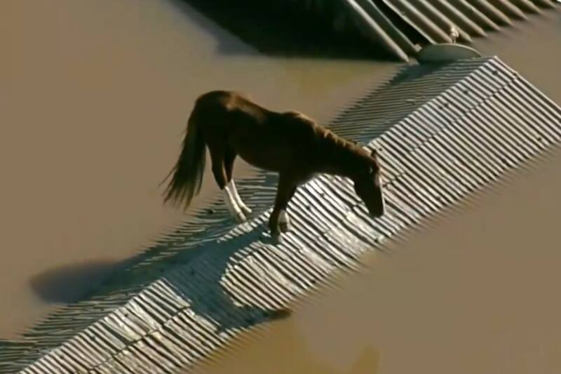 El animal quedó varado en una techumbre en medio de la catástrofe.