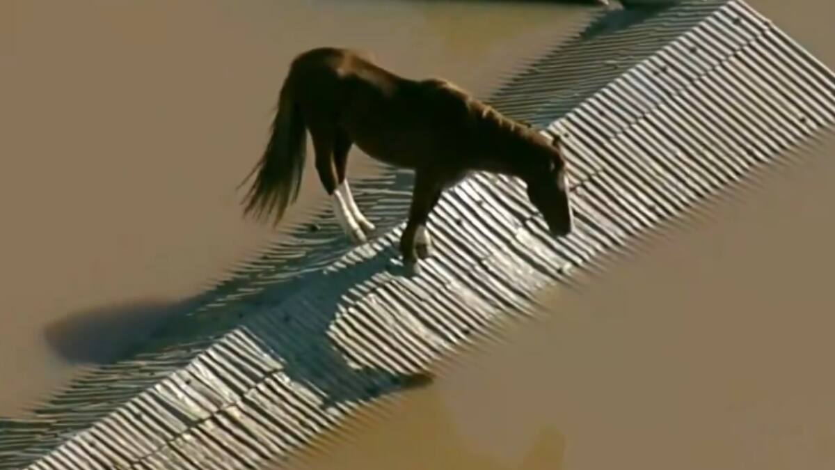 VIDEO | Logran rescatar a caballo que quedó atrapado en el techo durante inundaciones en Brasil