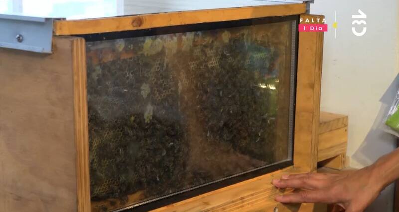 La colmena de abejas que mantiene en su tienda / CHV