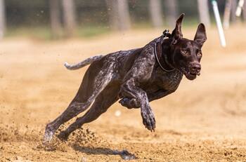 ¿Cómo votó tu diputado? Rechazan proyecto de ley que prohibía las carreras de perros