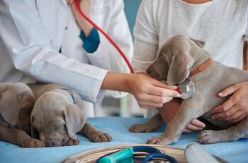 Estas son las 10 carreras más CARAS de estudiar en Chile según la IA